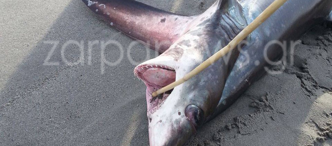 Καρχαριοειδές σχεδόν 3 μέτρα έπιασαν στην Κρήτη - Δείτε τις φωτογραφίες